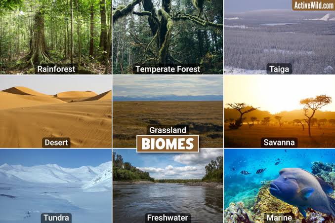 Autumn 1 Geography focus : Biomes